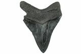 Serrated, Fossil Megalodon Tooth - South Carolina #325751-1